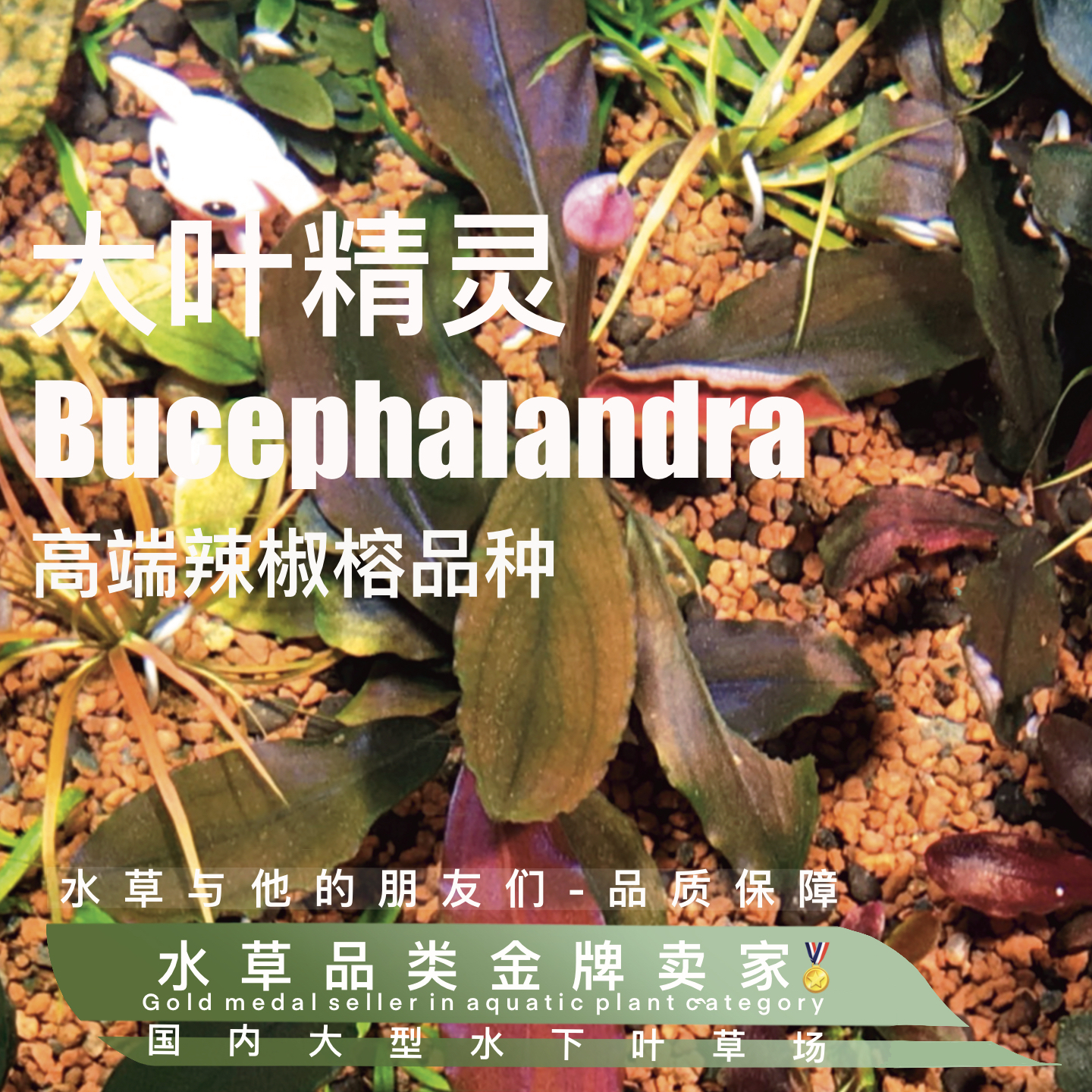 大叶精灵辣椒榕真正水下叶-多植株阴性高端水草微发色好养不死