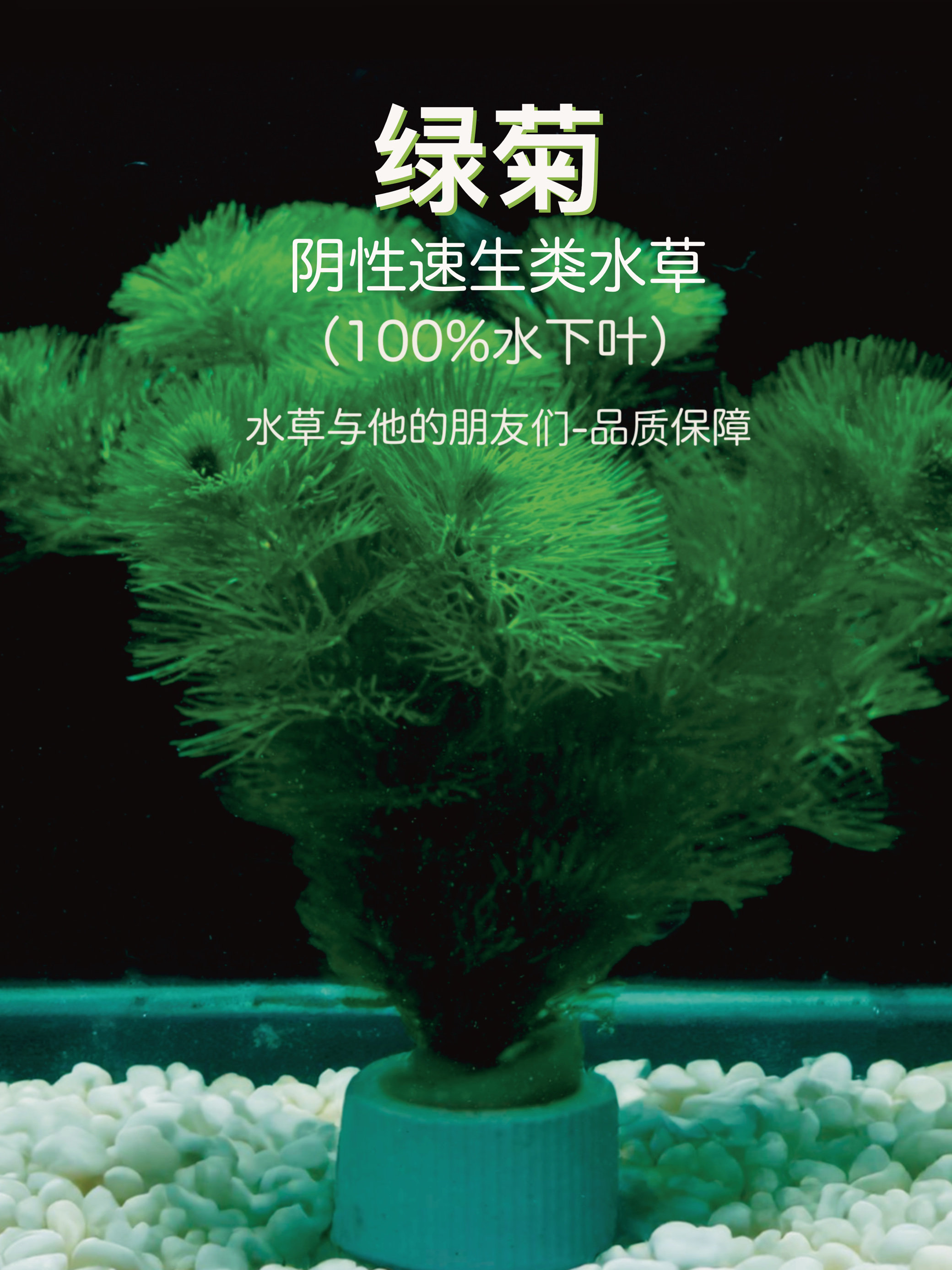 养不死水草系列-绿菊(100%水下叶)阴性草,古法缸 (裸草发货)