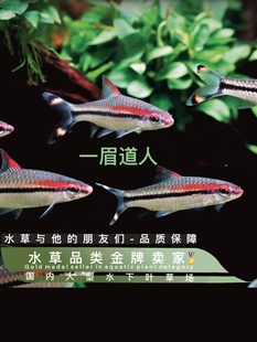 一眉道人已定水一热带观赏鱼群友之王灯科鱼一眉道人黑影道人