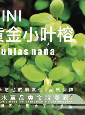 迷你黄金小叶榕一阴性易养裸草