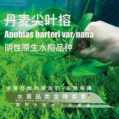 ADA丹麦尖叶大榕水草定制