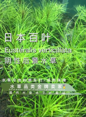 日本百叶真正水下叶孔雀鱼缸造景