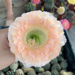 哈密瓜侧芽  等等就有啦