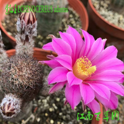 鹿角柱属 L1-1  紫红玉ECHINOCEREUS adustus高6-8厘米实生球