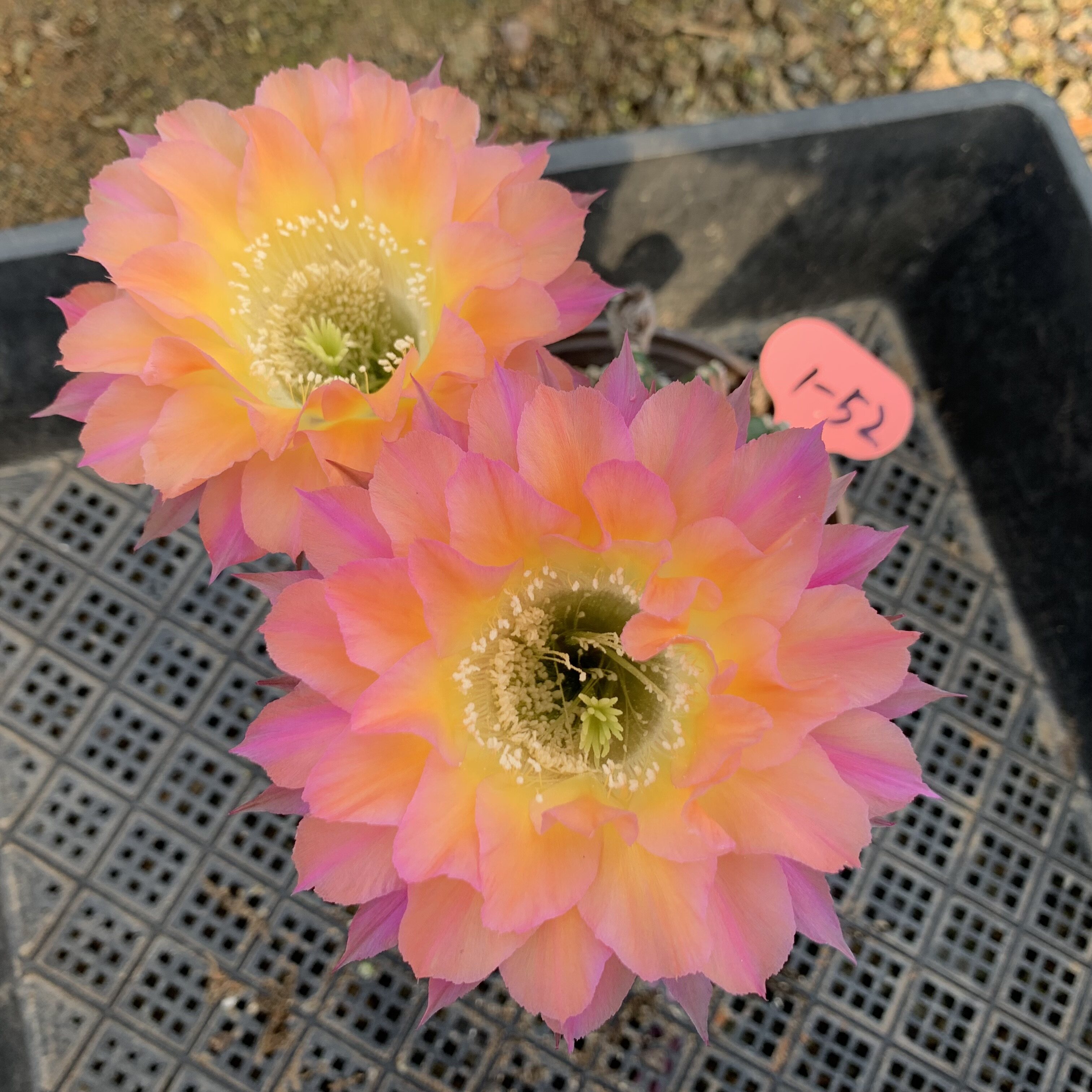 江南百草园 实生杂交彩草 4.4 一物一拍 第一组