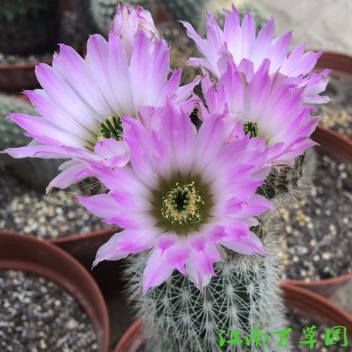 鹿角柱属  华尔兹ECHINOCEREUS websterianus  实生球 - 封面