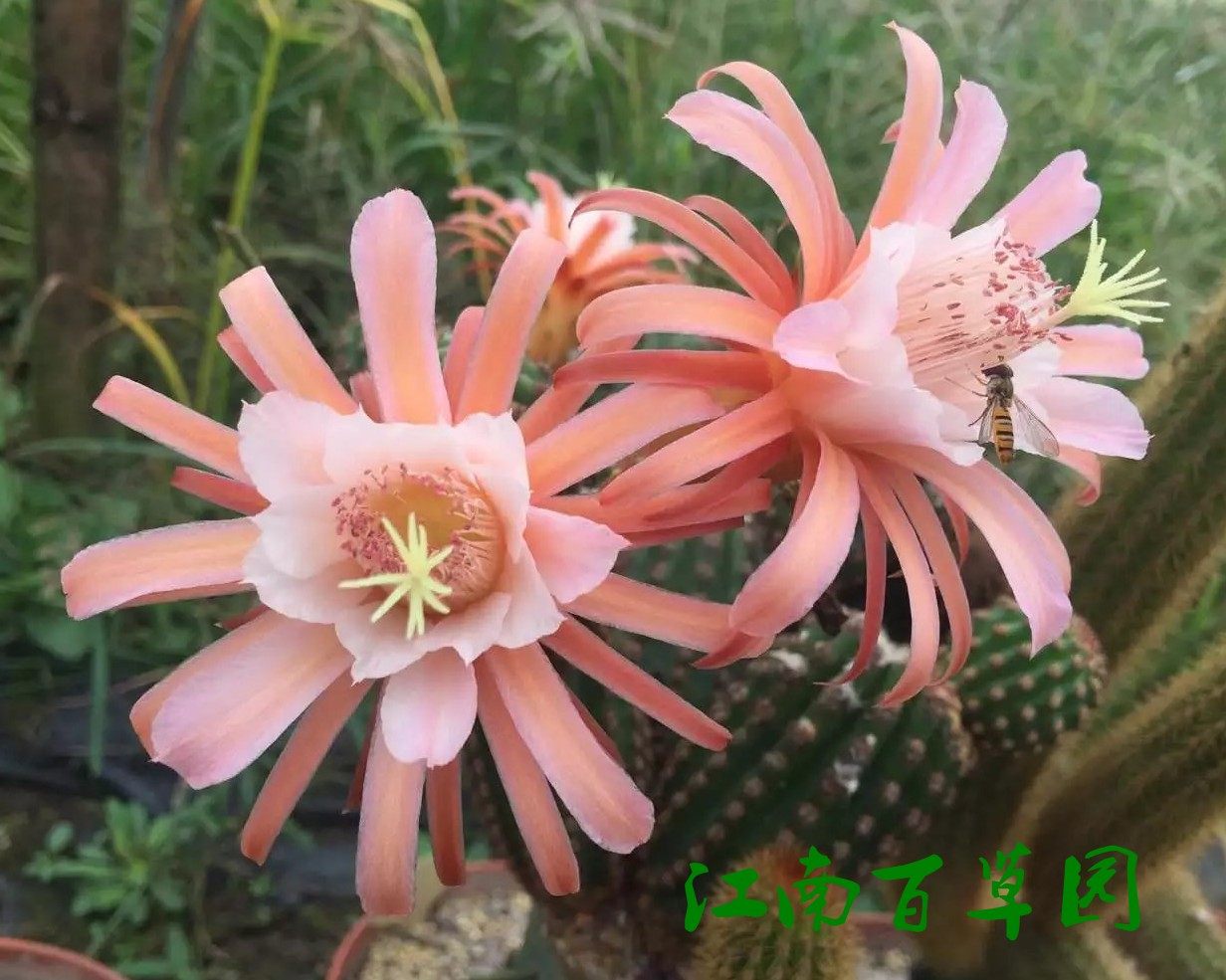 黄金钮杂交23  迷你 31特赖森王子 24 roterfels 有根