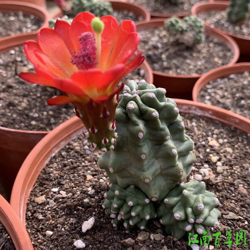 鹿角柱属 实生鬼见城 ECHINOCEREUS inermis 一物一拍