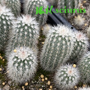 鹿角柱属 银杯sciurus 实生株高2-3厘米