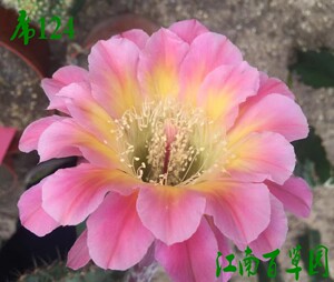 江南百草园 进口彩草 黄金玫瑰 3厘米无根仙人球