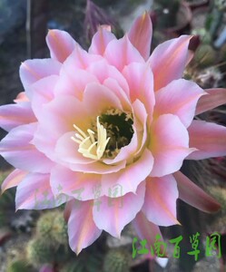 美丽毛花 33# First Light 曙光 无根小球