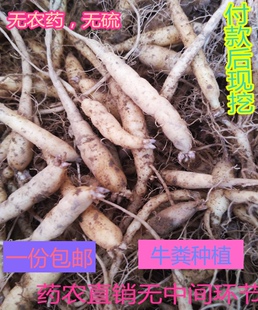 新鲜太子参贵州施秉林下仿野生施有机肥农户自销