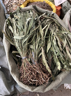 500克包邮中药材七星剑七星草骨牌草 丹瓦剑草