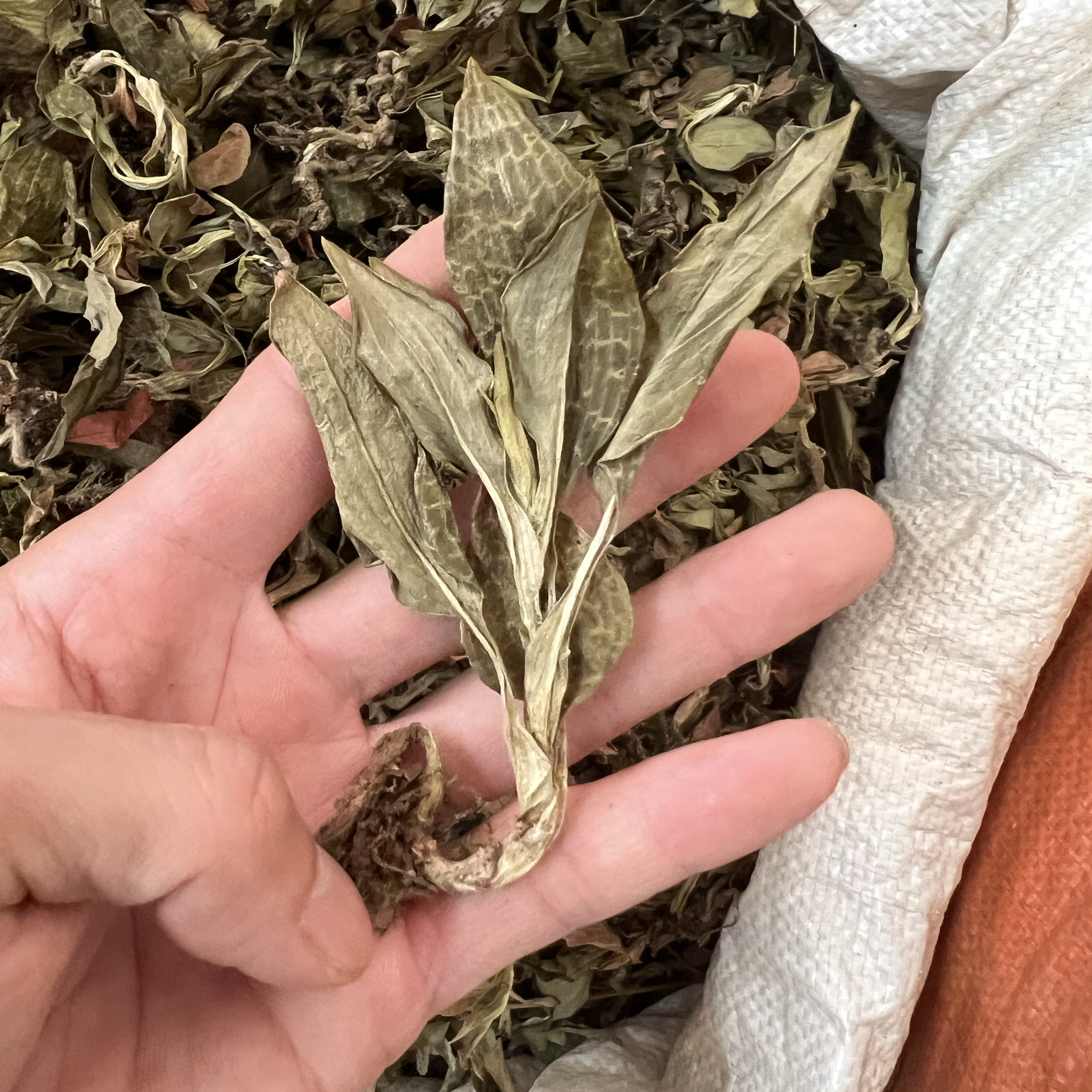 中药材  斑叶兰 肺心草 银线莲 一斤 正品干品