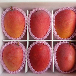 正宗爱文芒果苗 夏雪芒果 圣德龙芒果嫁接 蜜甜无纤维可盆栽地栽