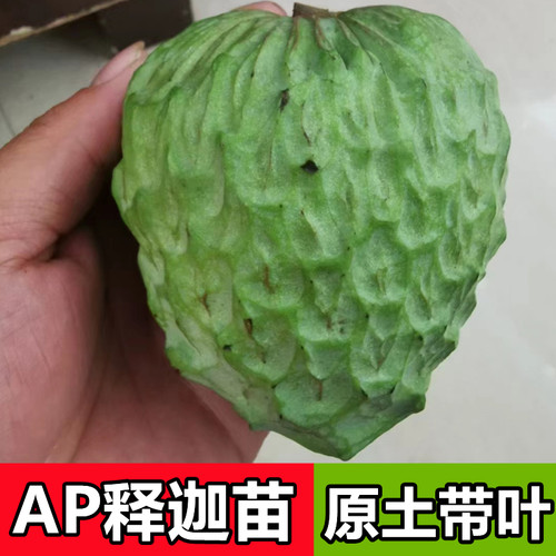 金旺泰国大目台湾凤梨释迦果树苗