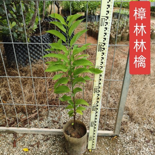 樟林林檎 阳台庭院楼顶番荔枝大果品种樟林林檎实生树苗土番释迦