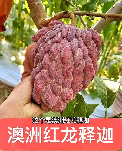 新品种澳洲红龙释迦果苗