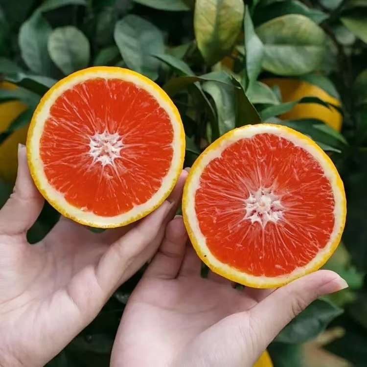 中华卡拉红血橙5斤果园产地直销当季水果橙子果肉脆甜可口爆汁