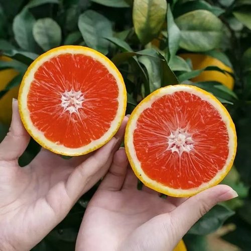 中华卡拉红血橙5斤果园产地直销当季水果橙子果肉脆甜可口爆汁