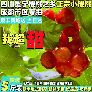 四川冕宁小樱桃成都市区顺丰送货上门现摘甜黄草土恩特儿新鲜水果