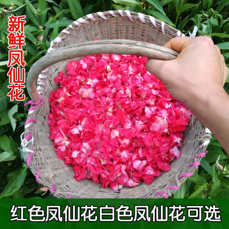 新鲜凤仙花白色凤仙花红色指甲草花染头发染指甲现摘花瓣中药干花