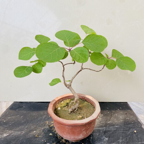 黄栌小盆景一物一拍 香山红叶黄栌熟桩 带盆掌中宝小品老桩