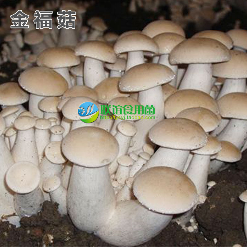 联谊食用菌珍稀食用菌品种母种一级种【金福菇】原种二级种