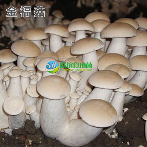 联谊食用菌母种金福菇原种二级