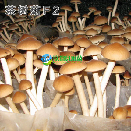 联谊食用菌珍稀品种茶薪菇母种一级种【茶树菇F2】原种二级种