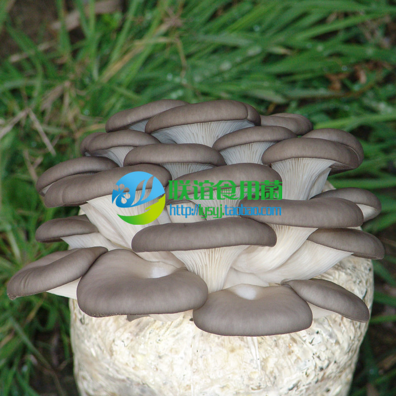 食用菌菌种 母种 春夏高温灰色平菇代表品种 【夏灰1号】原种
