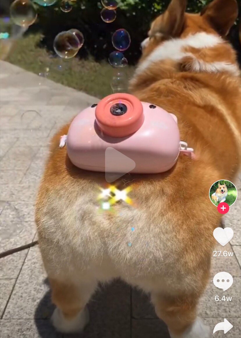 萌迪猫价格 萌迪猫图片 星期三