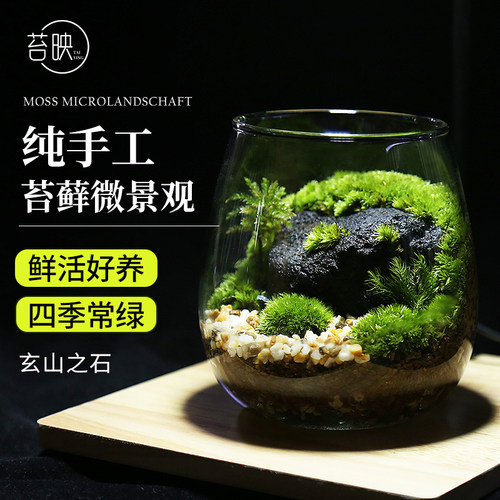 苔藓微景观diy生态瓶创意减压