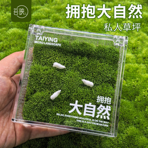 苔映白发藓微景观治愈系礼物