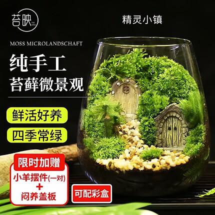 苔藓微景观创意桌面微观造景植物摆件礼物减压绿植生态瓶diy材料