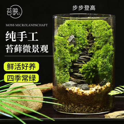 苔藓微景观桌面创意微观造景绿植摆件解压步步高升生态瓶diy材料
