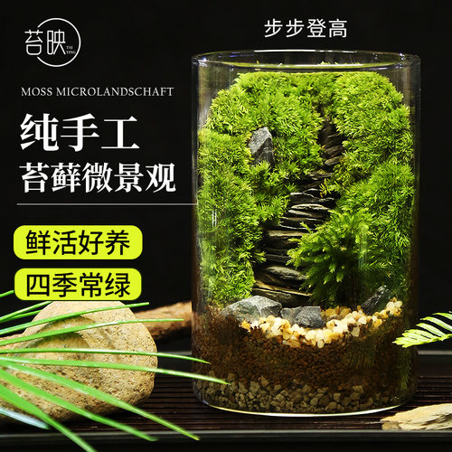 苔藓微景观绿植DIY生态瓶解压