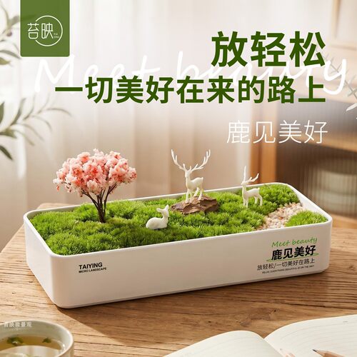 鲜活苔藓微景观好养摆件鹿见美好