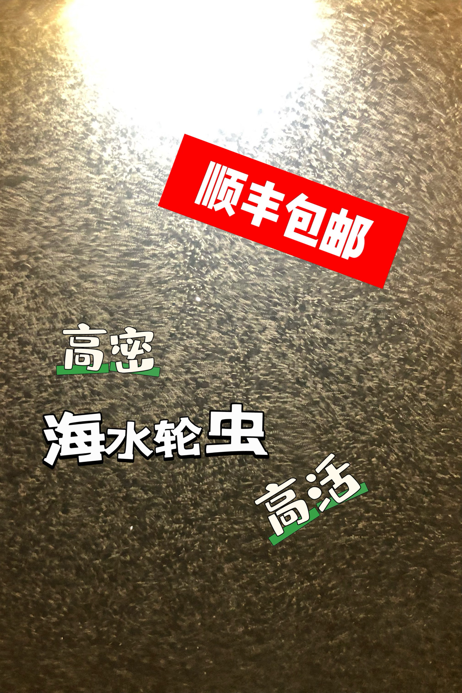 500ml高密海水轮虫，小丑鱼苗起飞专用轮虫+送100g轮虫专用海盐