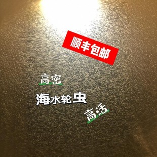 高密度海水轮虫，小丑鱼苗起飞扩培救急珊瑚粮+送轮虫专用海盐