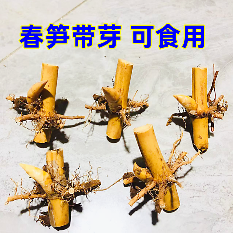 带芽竹根 发芽快 紫竹芽 竹芽头 金镶玉竹 紫竹根 青竹根 竹子