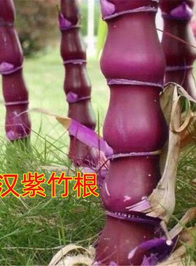 南北方大型楠竹苗冬笋春笋竹子苗竹根苗芽鞭毛竹笋种根苗绿化盆栽