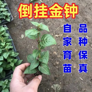 开花 倒挂金钟盆栽灯笼花苗吊兰吊钟海棠灯笼海棠大苗当年开花四季