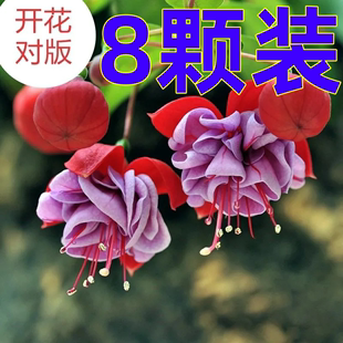 重瓣倒挂金钟花苗灯笼花盆栽室内绿植阳台四季 开花带花苞不断花卉