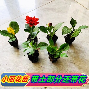 小丽花盆栽小丽菊花苗天竺葵牡丹大丽花开花植物庭院花卉观花植物