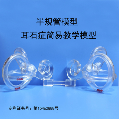 半规管模型耳石症内耳模型