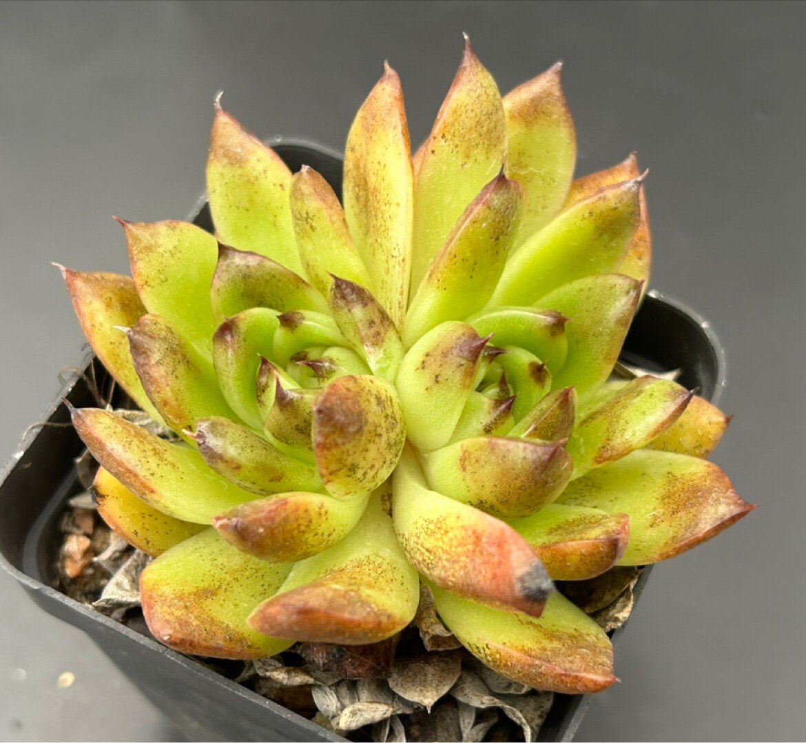 佳境园艺 大花脸麦秆8cm 多肉植物 一物一拍 满38包邮除偏远