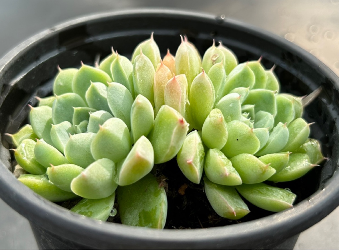 佳境园艺 厚叶月影x小红衣7.5cm 多肉植物 一物一拍 满38包邮