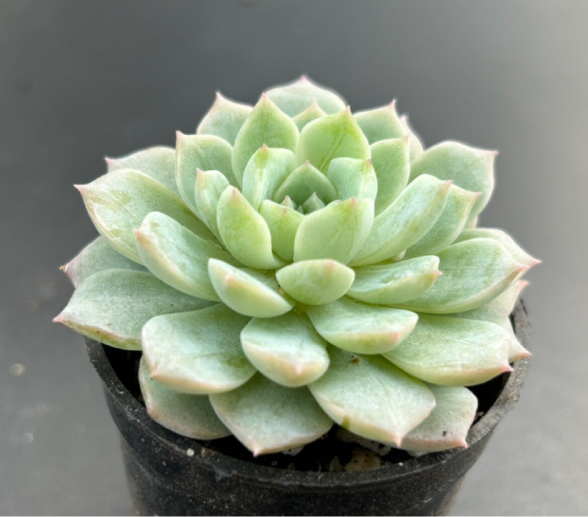 佳境园艺 雪球冰魄6cm 暗纹系 多肉植物 一物一拍 满38包邮除偏远