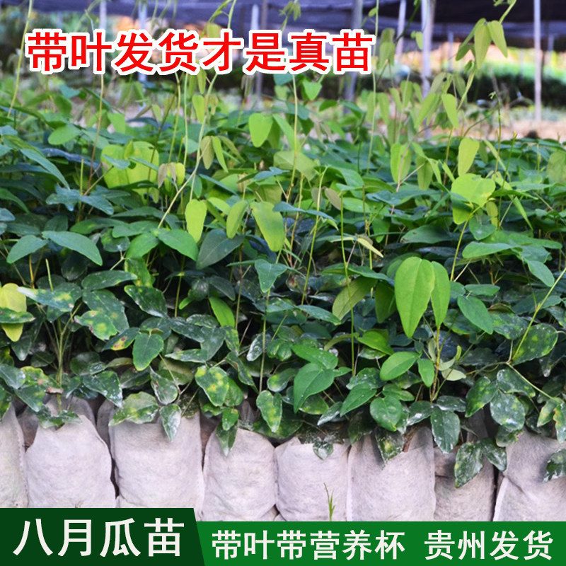 八月瓜果苗 8月炸九月瓜树苗 三叶木通果树盆栽带土带叶发货 包活